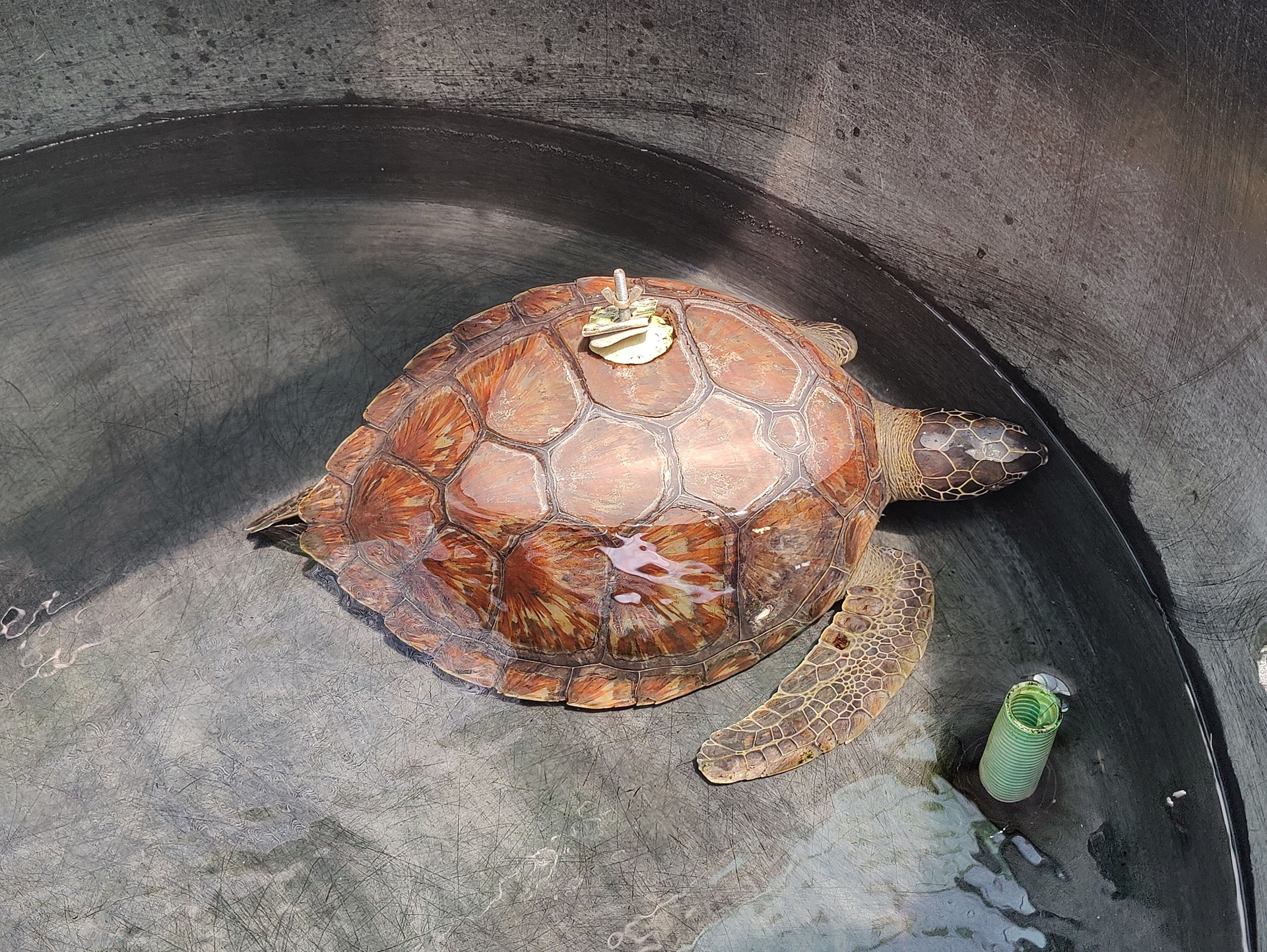 Green sea turtle named Ravioli at the Rescue Centre