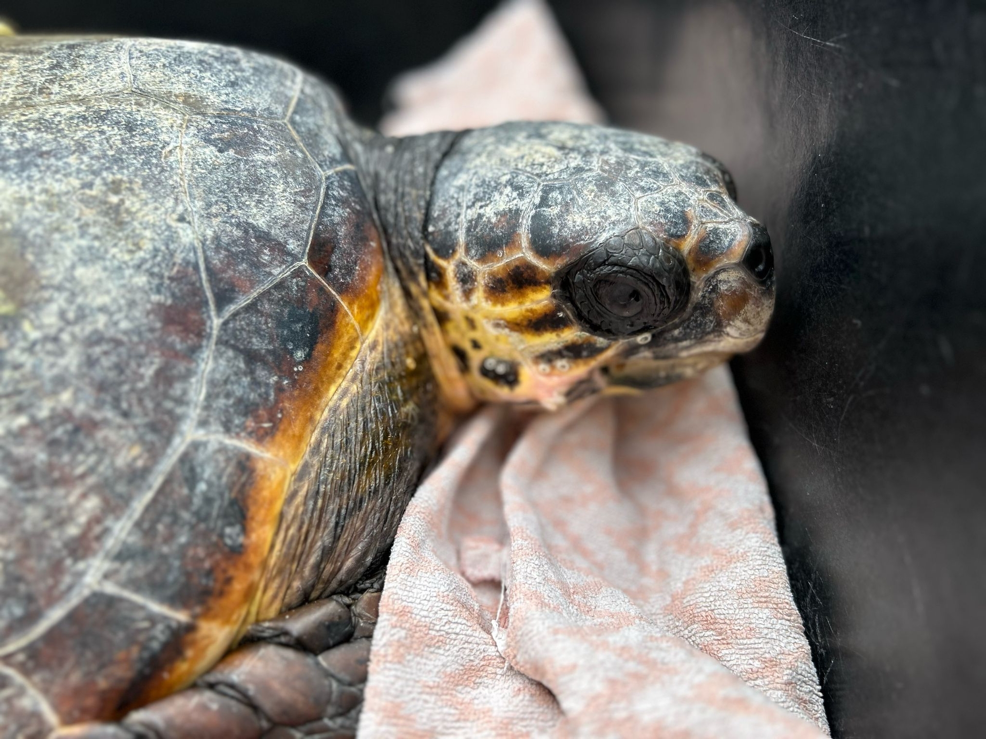 Sea turtle treated at the Rescue Centre named Dumpling