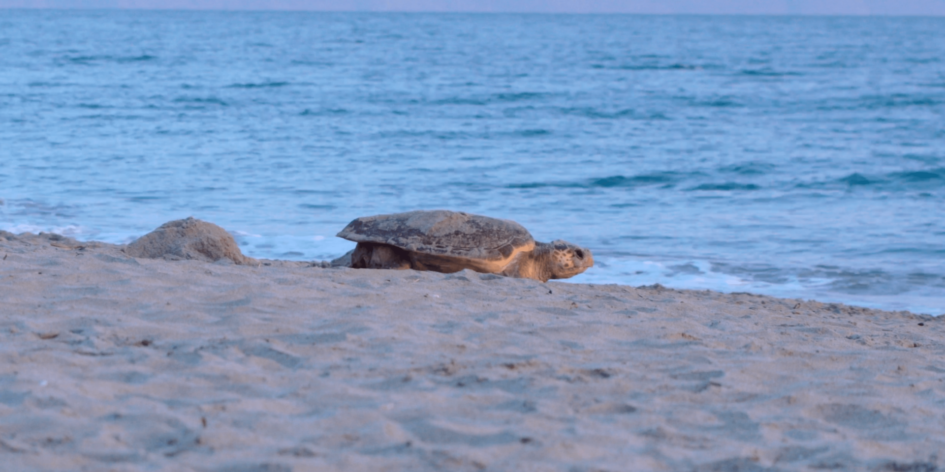 Sea turtle nesting in Chania