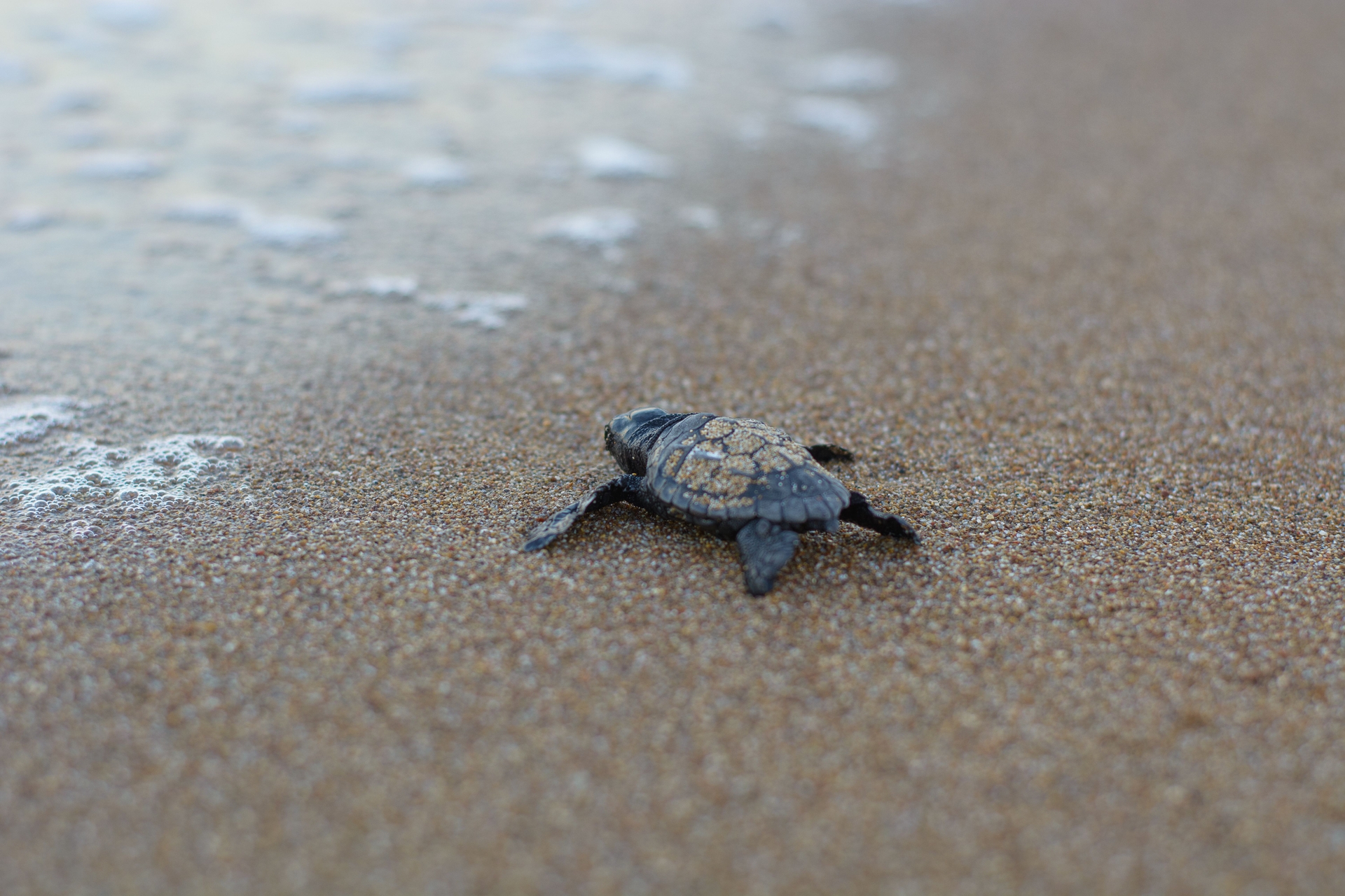 A baby sea turtle caretta caretta going to the water 